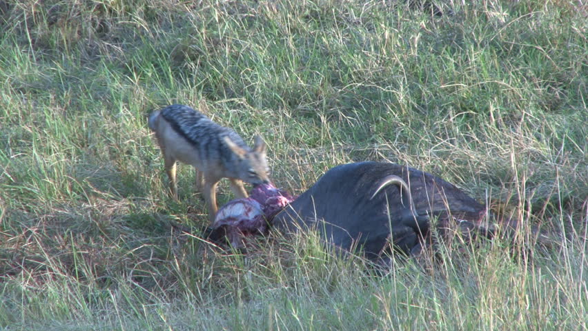 jackals sharing a meal left behind by a lion