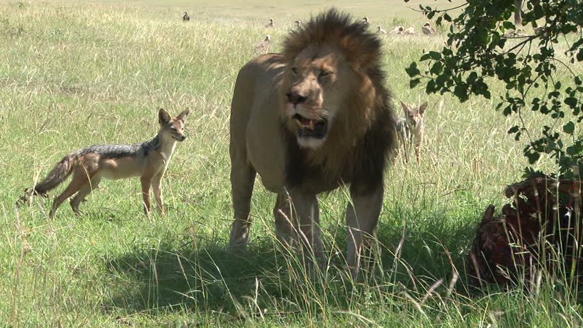 jackals planning to steal food from a lion is chased away when the lion awakes