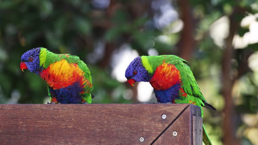 Pair of vibrant parrots sitting together on wood railing outdoors.