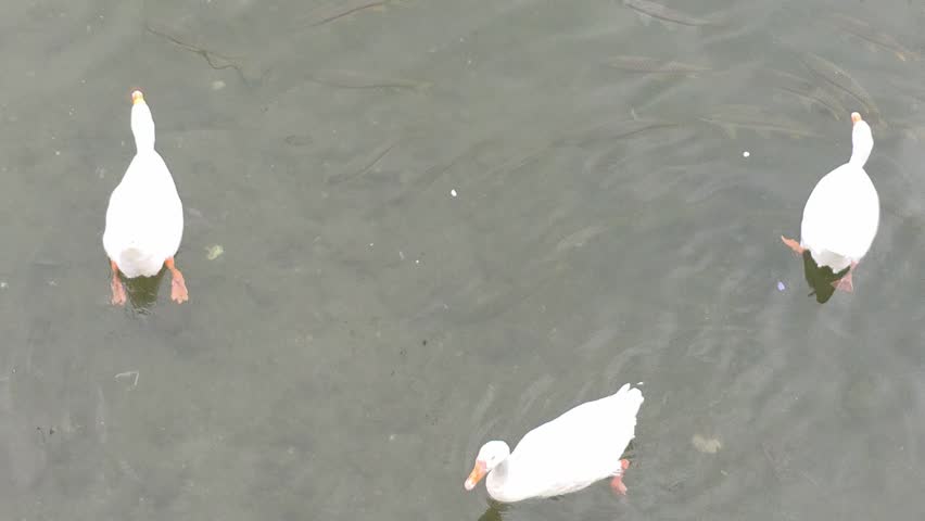 Top view of white duck swimming on water with clear ripples visible.