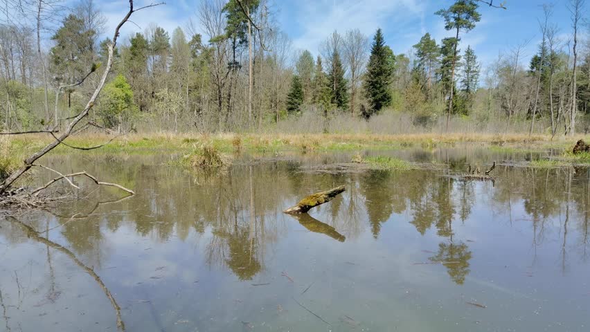 Forest wetland pond with calm water reflections, spring flooded woodland landscape with trees, reeds and fallen log under blue sky.