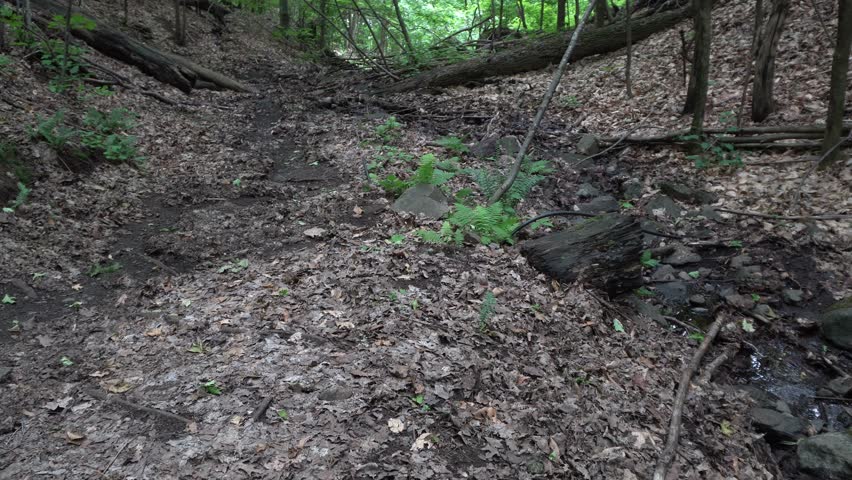 A dense forest floor covered in dry autumn leaves with green ferns emerging from the soil. Fallen logs and a small stream bed are visible among the trees and rocks