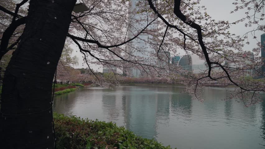 Peaceful walkway and lake scenery at Seokchon Lake Park in Seoul South Korea surrounded by blooming cherry blossom trees and spring atmosphere.