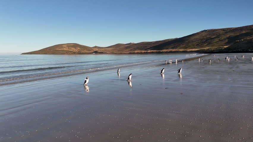 Aerial shot of gentoo penguins along the coastline in natural habitat near Falkland Islands waters, drone footage