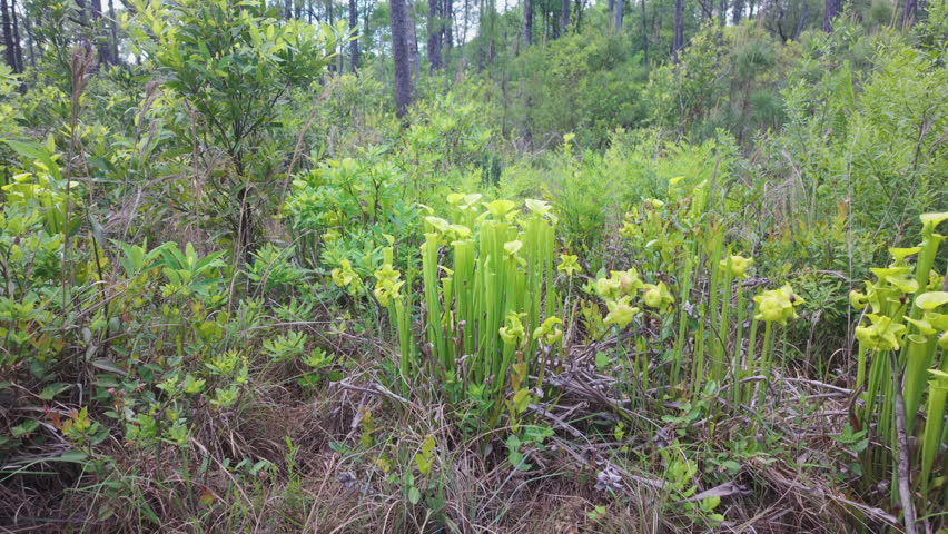 Pitcher Plants growing in Carolina Beach State Park, in the natural