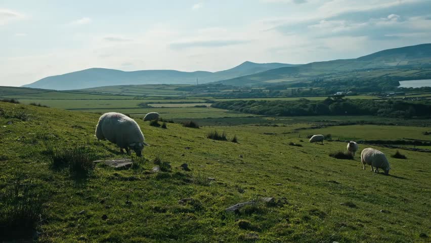 flock of sheep graze in Dingle Ireland landscape