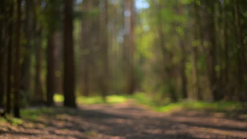 Blurred forest background. Sunlit forest road in spring woodland