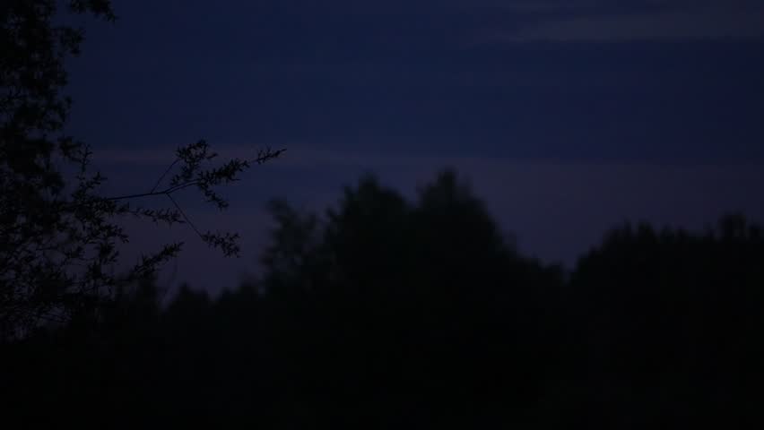 Bats flying at night over silhouetted trees cross paths midair, then split directions as another bat enters frame in slow motion, moody dusk sky and forest canopy.