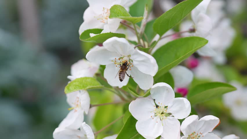Bee inside lush flower collecting sweet pollen, blooming apple tree in garden on spring day, common apple tree blossoming in spring with white aromatic flowers attracting bees and other insects.