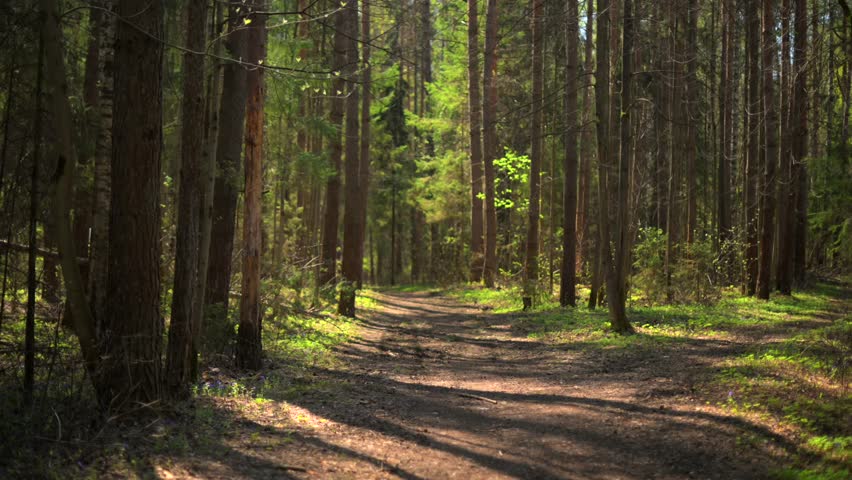 Sunlit forest road in spring woodland