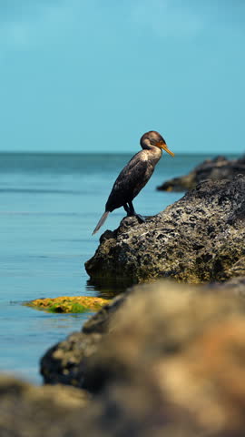 Double-crested cormorant bird standing on rocks by sea. Profile of a dark seabird resting on a rocky shore under bright sunlight. Key West, Florida, USA.