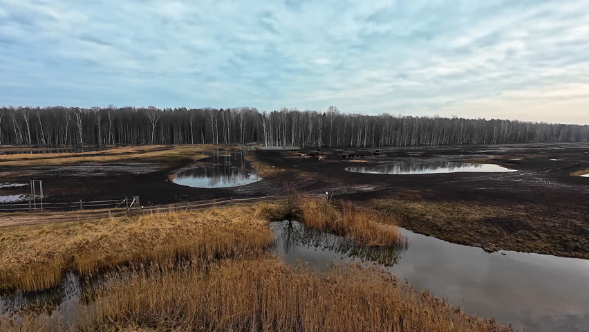 Shallow ponds and dry reeds spread across open wetland with a distant tree line, Dunduru pļavas, Latvia