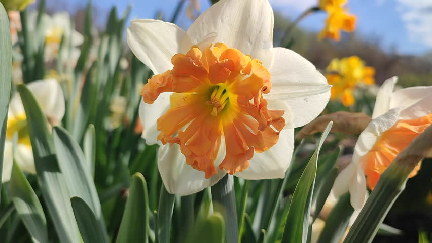 Blooming daffodil flower on sunny spring day with blue sky. Narcissus flower close-up. Blossomed flower with white orange petals, yellow stamens, green leaves growing in ground. Natural background
