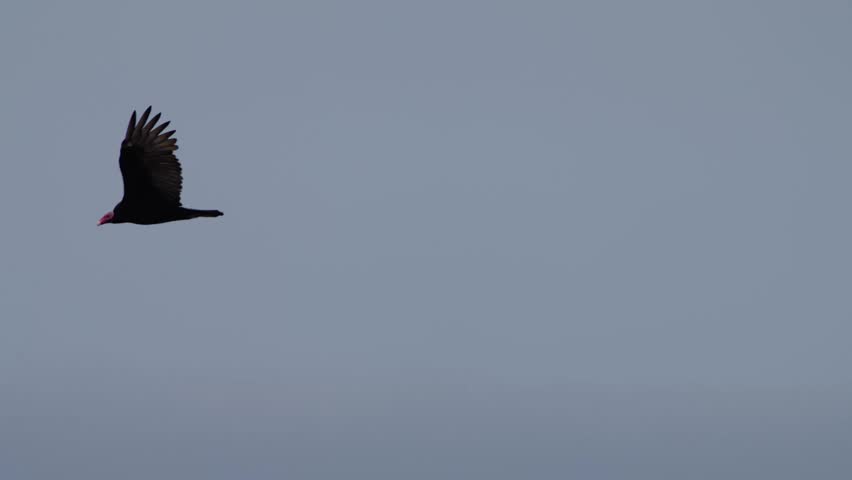 Black vulture gliding in a clear blue sky, occasionally flapping wings and turning while soaring over Lima Peru, natural flight behavior captured in open air, no people present