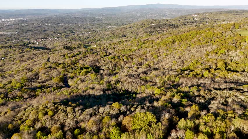 High angle aerial perspective flying over a vast forest in early spring. The tree canopy shows a mix of bare branches and new green leaves