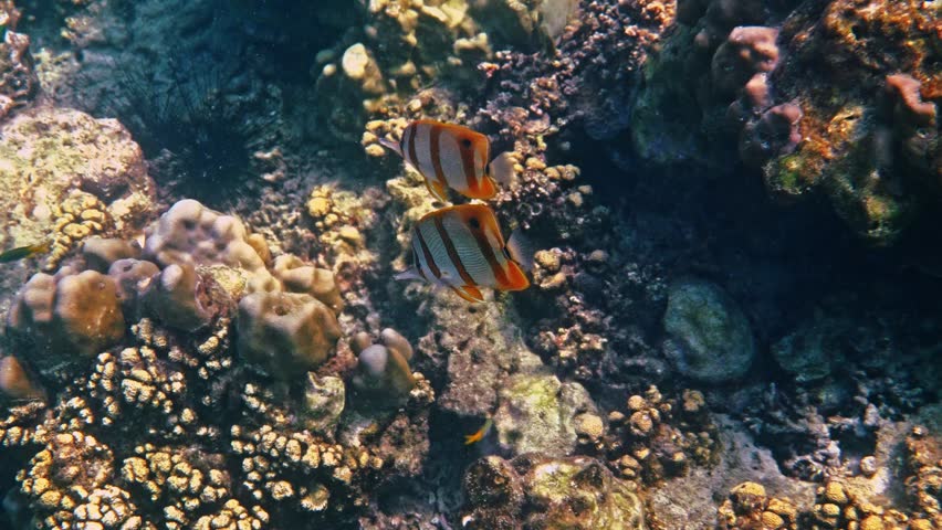 Copperband Butterflyfish swimming, Chelmon rostratus exploring tropical coral reef ecosystem, marine biology research, underwater nature background