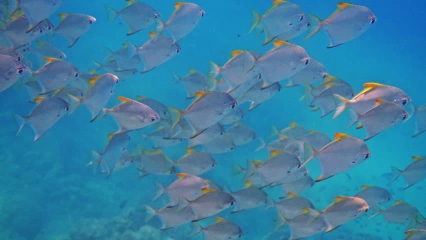 School of silver moony fish, Monodactylus argenteus, swimming through clear blue tropical ocean water, natural marine life behavior, underwater documentary .