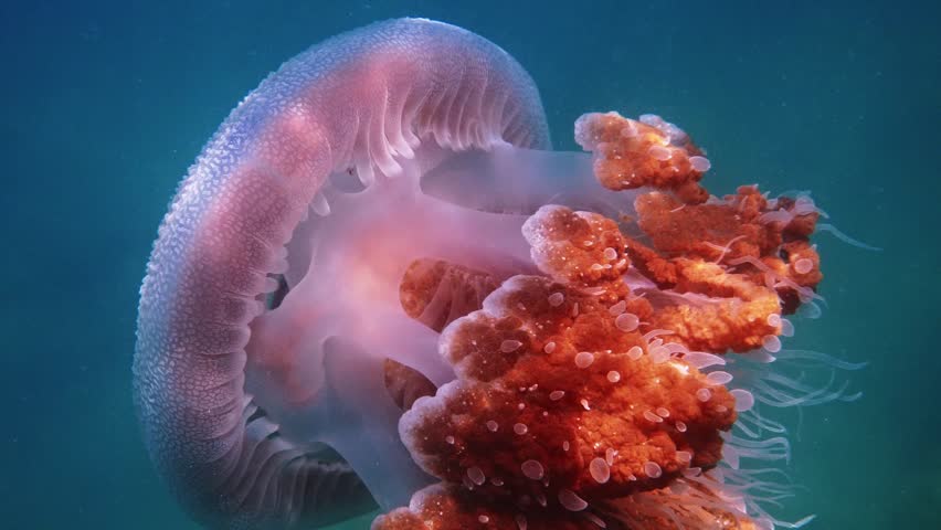 Warty Jellyfish drifting through deep sea, Versuriga anadyomene swimming in blue water, marine biology educational content, sea life documentary, nature background