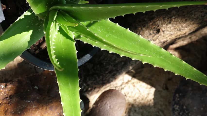 Medicinal succulent plant growing with green fleshy leaves, Aloe barbadensis miller in garden pot, herbal medicine and skincare ingredient background