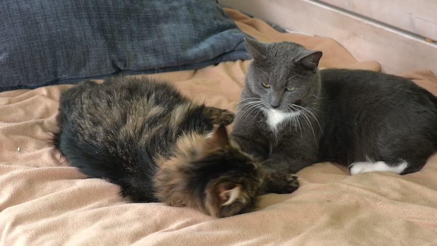 Two cats cuddling on white blanket at home. Cute domestic striped friendly cats. 2 sleepy kittens washing comfortably. Family couple feline resting together. Happy tabby beautiful pets in love hugging