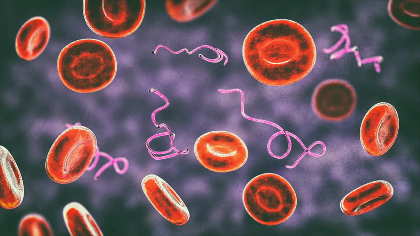 Borrelia bacteria in bloodstream, 3D animation showing motile spirochetes twisting among red blood cells.