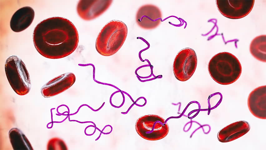Borrelia bacteria in bloodstream, 3D animation showing motile spirochetes twisting among red blood cells.