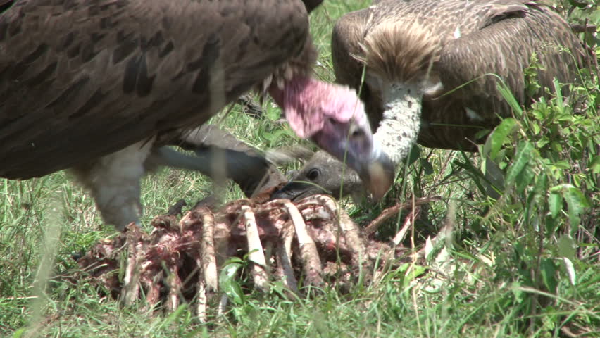 lappet faced vulture feeds on carrion 1