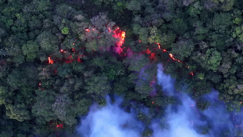 Forest fire rages through dense green canopy. Flames lick upward, consuming undergrowth with fierce energy.