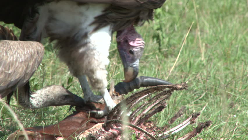 lappet faced vulture feeds on carrion 2