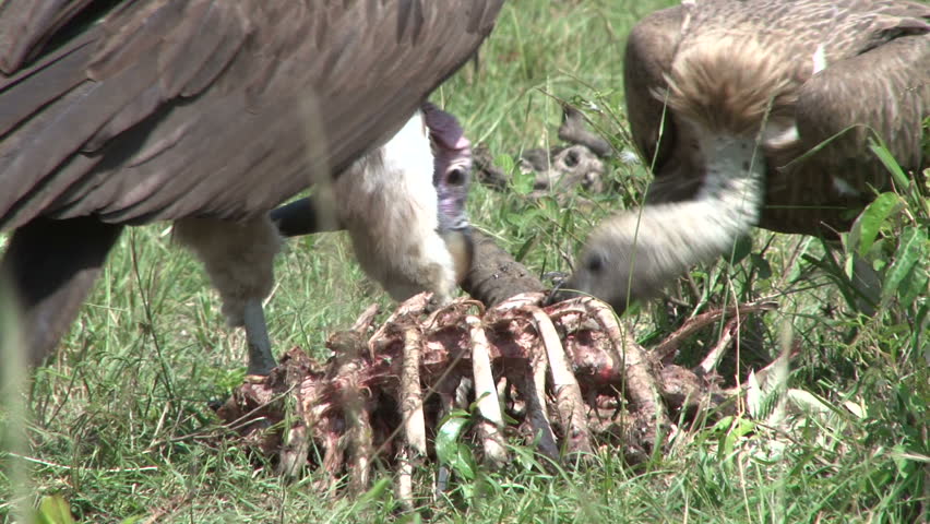 lappet faced vulture feeds on carrion 3