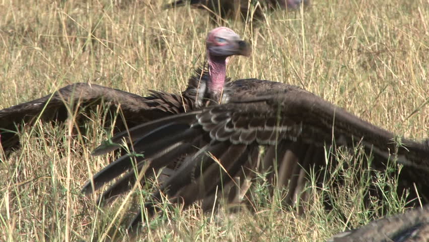lappet faced vulture feeds on carrion 4