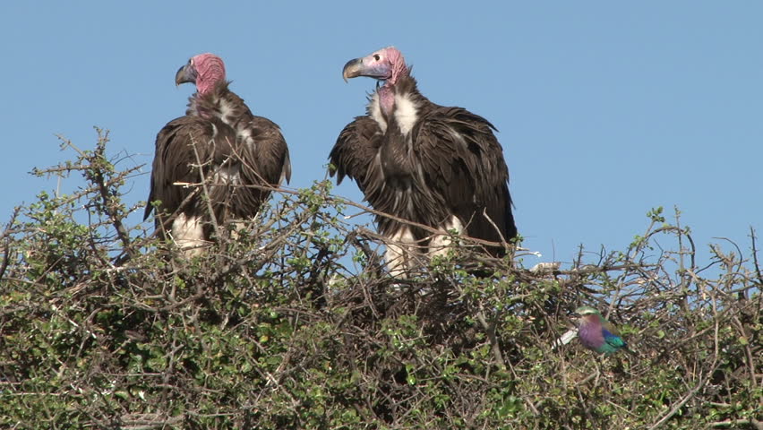lappet faced vulture feeds on carrion 6