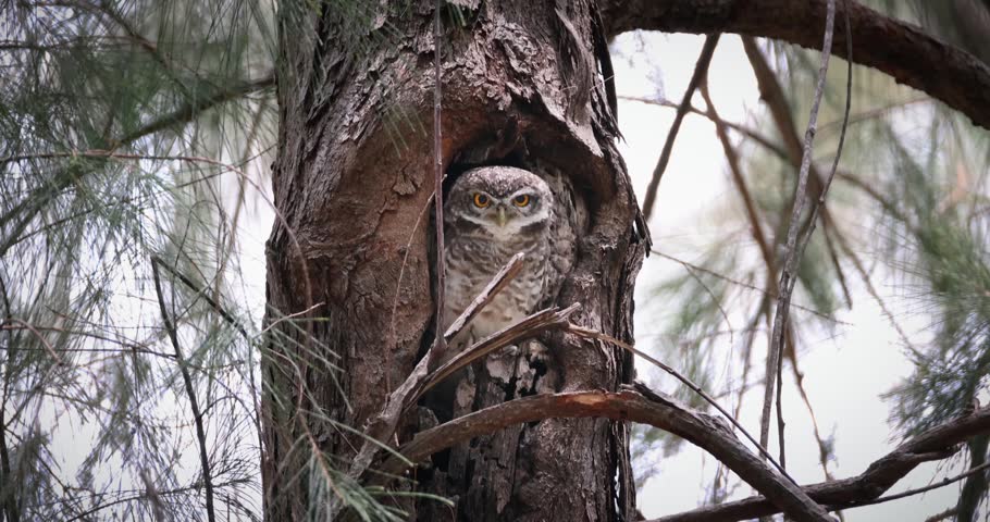 Spotted Owlet (Athene brama) peeking from tree hollow nest in pine forest during daytime. Medium shot of wild owl looking directly at camera with yellow eyes.