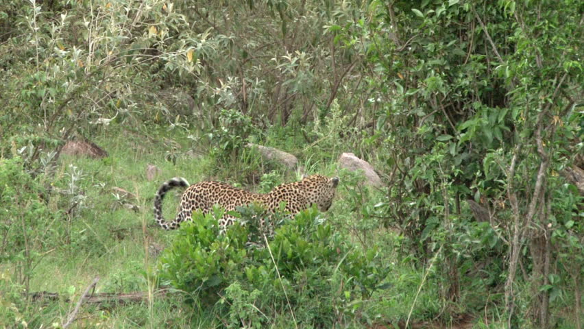 leopard climbing a tree