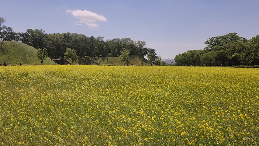 Beautiful yellow flower field blooming under a clear blue sky in spring.