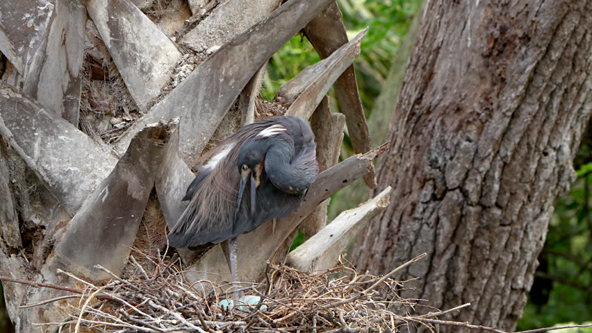 Tri-colored heron preening and the sitting on eggs in nest