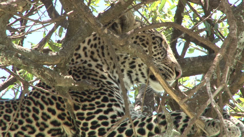 leopard yawning in a tree