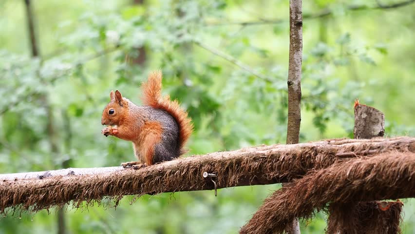 Red Squirrel Sitting on a Wooden Branch and Eating Nut in the Forest