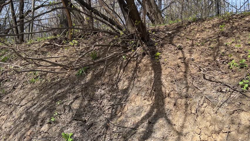 View of a dry hillside showing tree branches and shadows on the ground in spring.