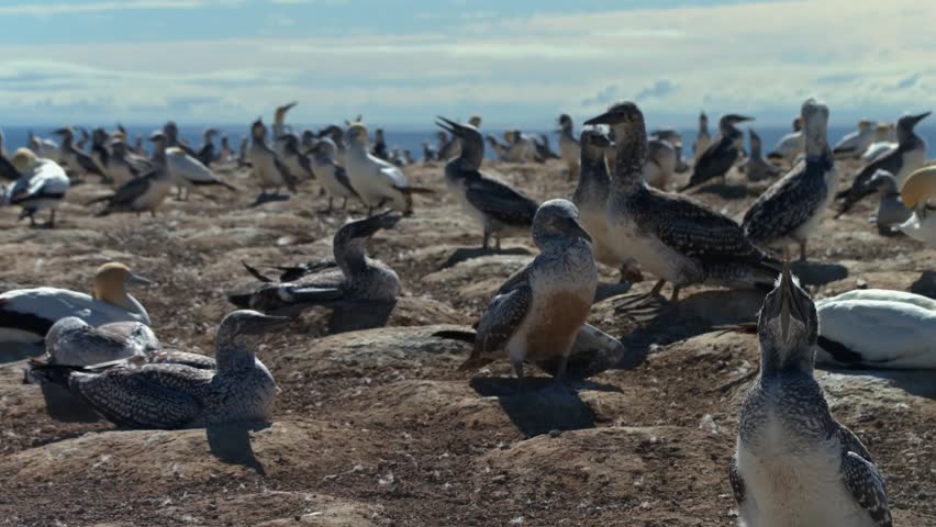 Australasian gannet colony nesting at Cape Kidnappers, New Zealand on a coastal cliff top