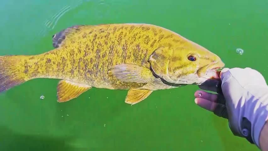 Catch and release smallmouth bass at water surface, fish shakes its head after being released by angler’s hand and swims downward into green water, close up fishing POV footage.