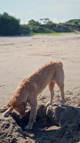Curious Dog Uncovering Sand Pit At Shoreline, Concentrated Digging With Nose And Paws, Closeup On Digging Action, Textured Wet Sand And Tidal Mood, Playful Investigation And Reward Seeking