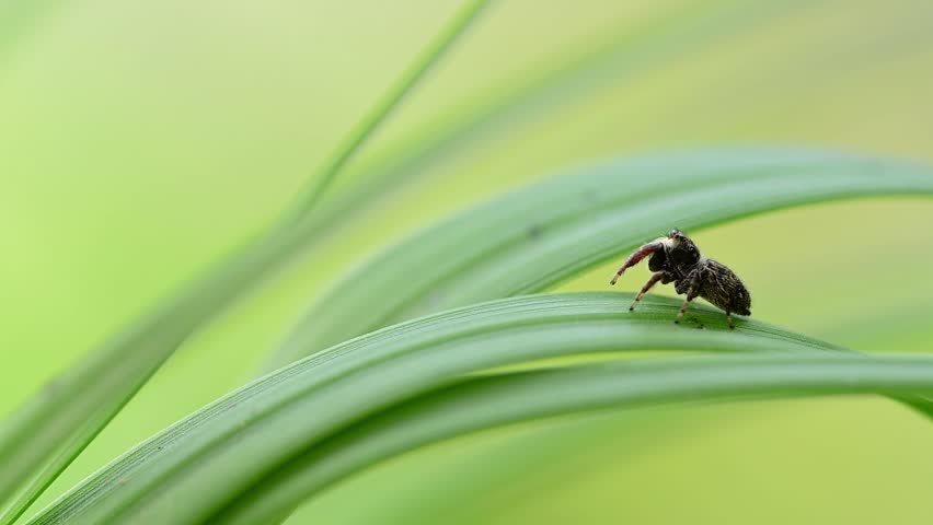 Nature macro highlighting small predator moving on grass blades