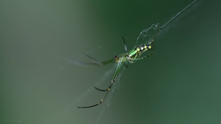 Closeup scene of orchard spider in natural habitat environment