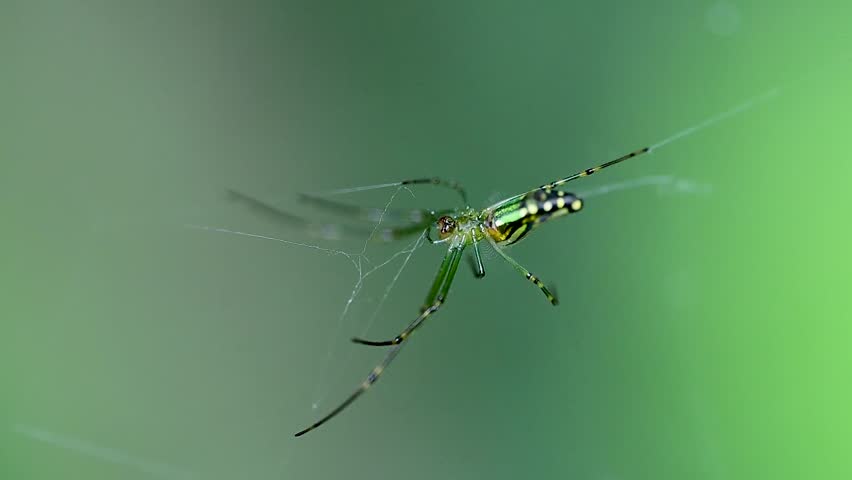 Wildlife macro capturing spider behavior on web surface