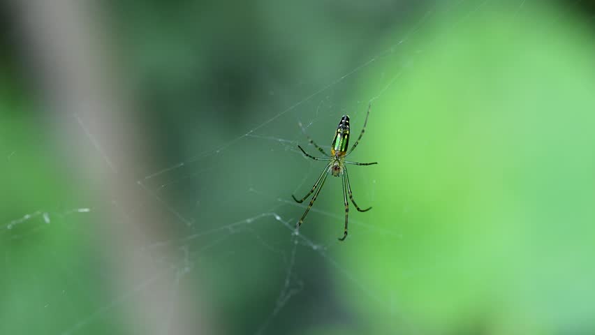 Closeup of Leucauge venusta resting on delicate web strands