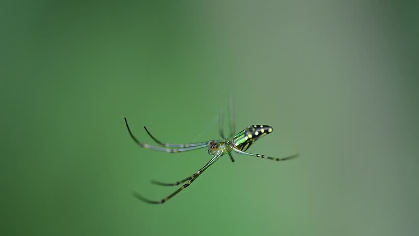Closeup scene of orchard spider in natural habitat environment