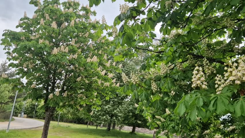 Beautiful white flowers blooming on a lush horse chestnut tree with vibrant green leaves in a park