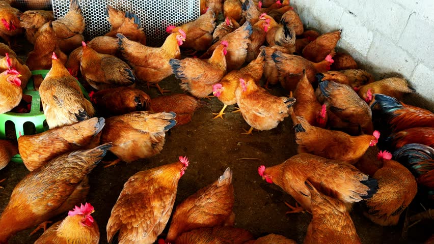 A dense flock of capons in a chicken coop at a chicken farm