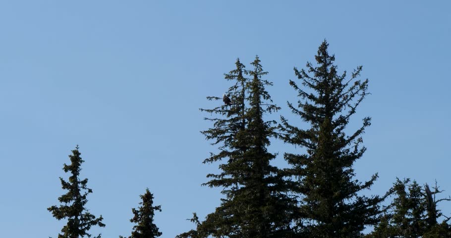 Bald Eagle resting on a branch of a pine tree, Juneau, Alaska.